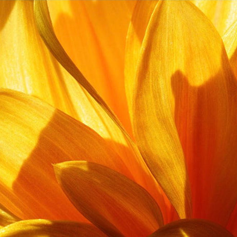 Calendula Extract