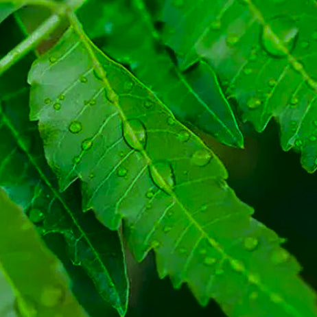 Neem