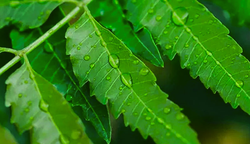 Neem