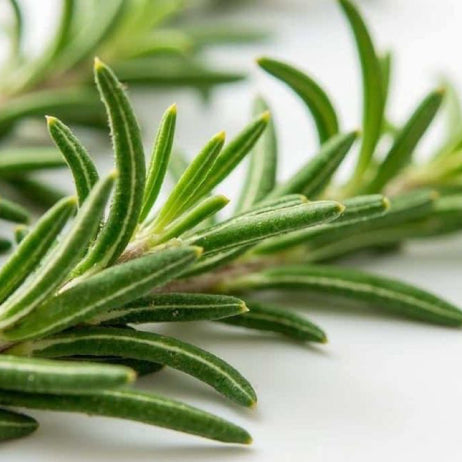 Rosemary