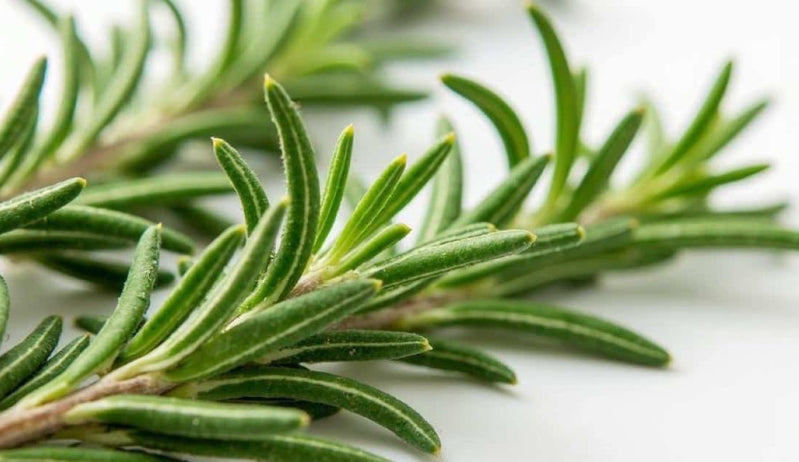 Rosemary