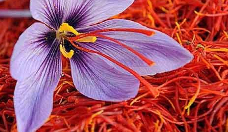Himalayan Saffron