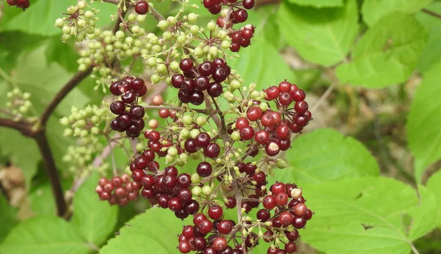 Spikenard / Jatamasi