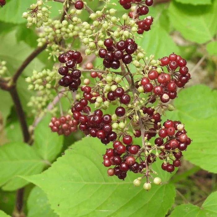 Spikenard / Jatamasi