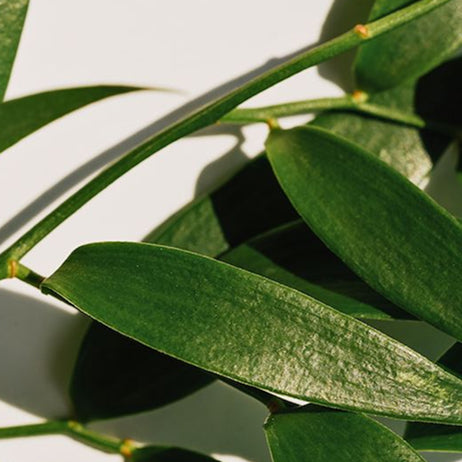 Tea Tree Oil