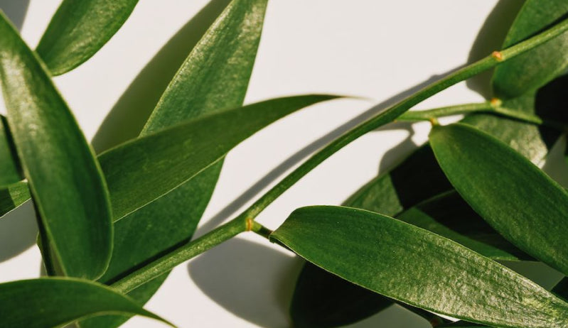 Tea Tree Oil