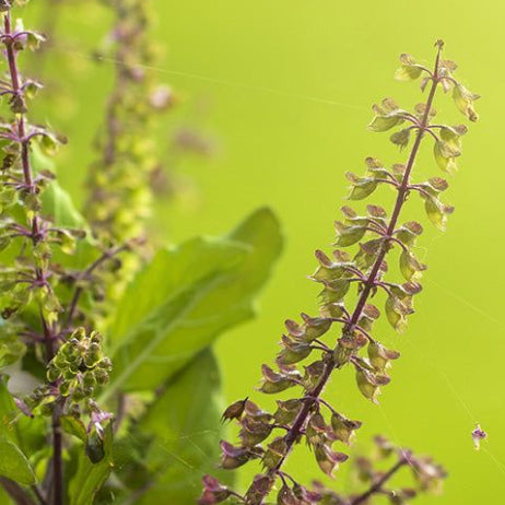 Tulsi