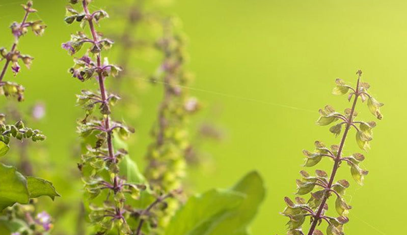 Tulsi