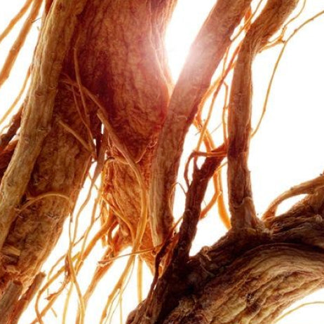 Ginseng 