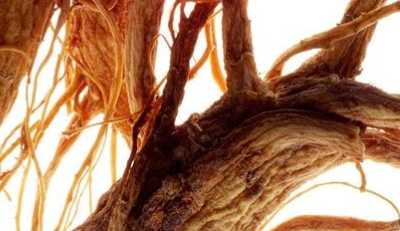Ginseng 