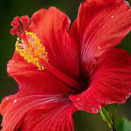 Hibiscus