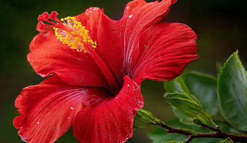 Hibiscus