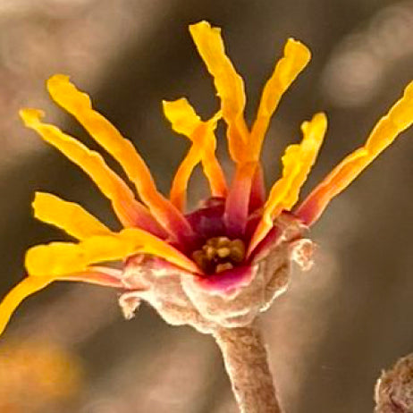 Witch Hazel